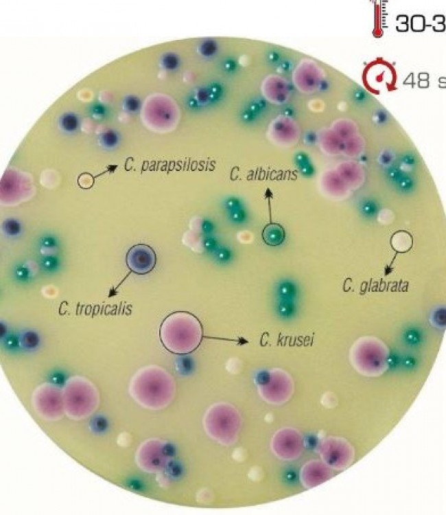 Chromogenic Candida Agar 